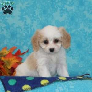 Apple, Cavachon Puppy
